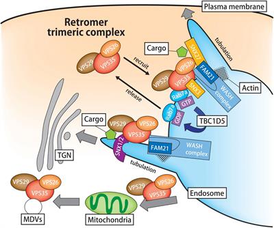 Frontiers Beware Of Misdelivery Multifaceted Role Of Retromer